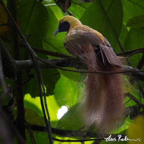 Goldies Bird-of-paradise